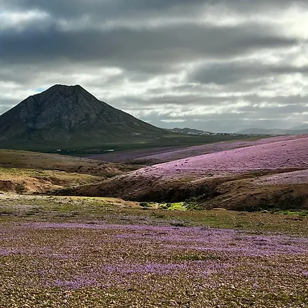 Alfonso New, With Local Traditional Style