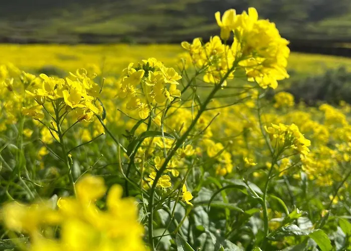 Alfonso New, With Local Traditional Style * Lajares