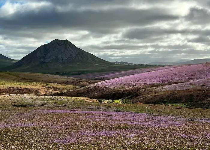 Alfonso New, With Local Traditional Style